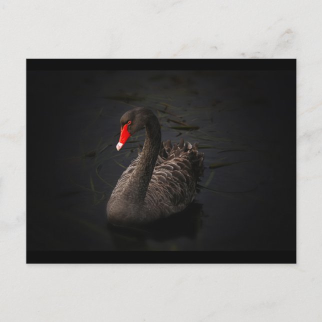 Schöne Schwarze Schwäne Am Fluss schwimmen Postkarte (Vorderseite)