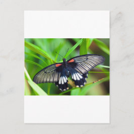 Schöne schwarze, weiße und rote Schmetterlinge Postkarte