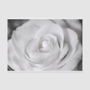 Schöne Schwarzweiss-Rose Seidenpapier