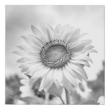 Schöne Schwarzweiss-Sonnenblume