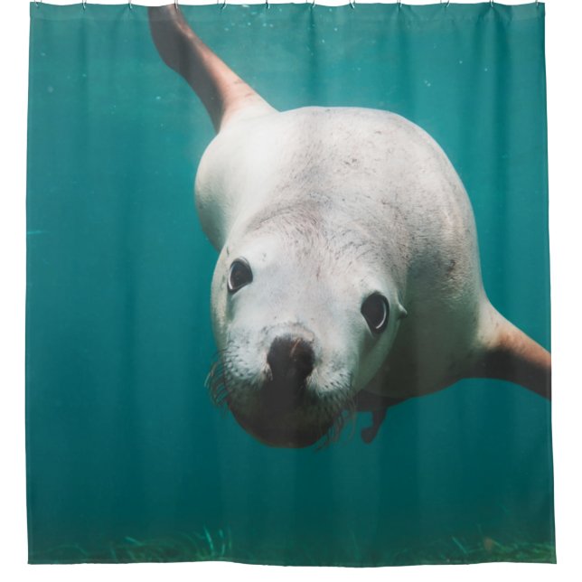 Schöne Seelöwe Duschvorhang (Vorderseite)