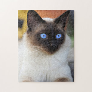 Schöne Siamese Cat Kitten