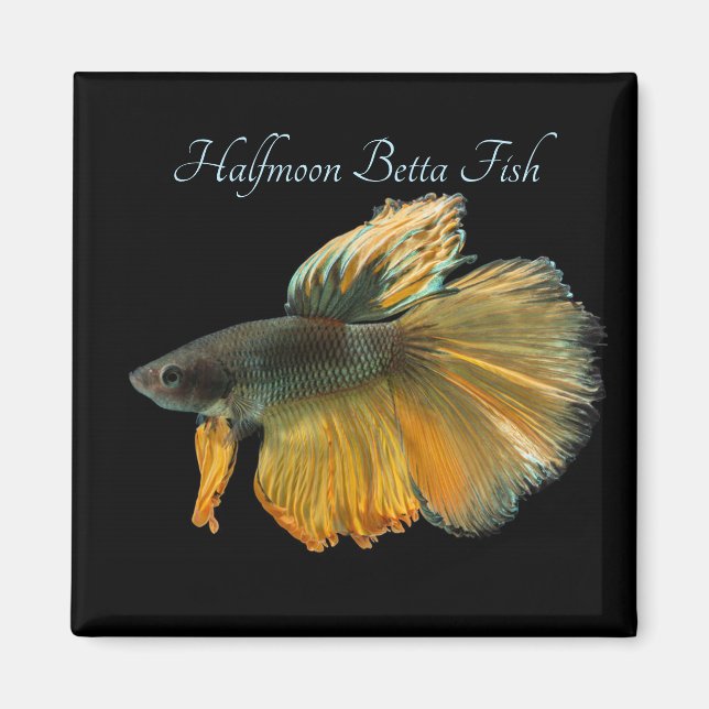 Schöne siamesische Kämpfe Fisch Betta Halfmoon Magnet (Vorne)