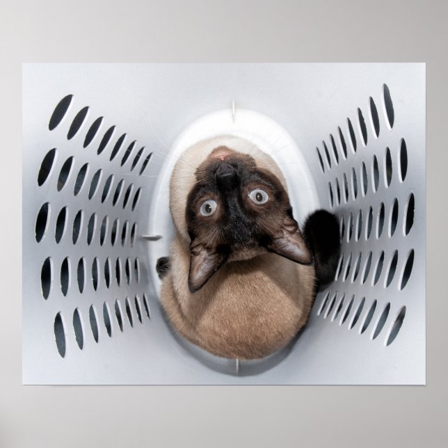 Schöne siamesische Katze, die aus einem Hampel auf Poster (Vorne)