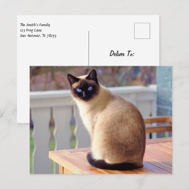 Schöne siamesische Katze mit blauen Augen Postkarte (Vorne/Hinten)