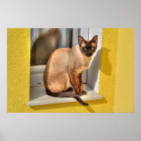 Schöne siamesische Katze