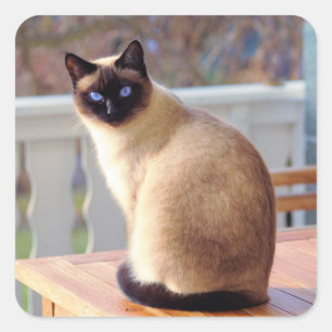 Schöne Siamkatze mit blauen Augen Quadratischer Aufkleber
