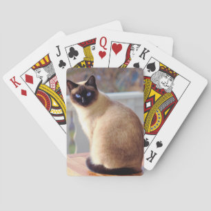 Schöne Siamkatze mit blauen Augen Spielkarten