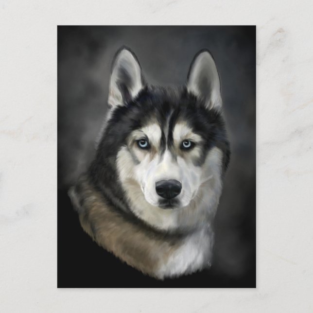 Schöne sibirische Husky Postkarte (Vorderseite)