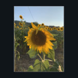 Schöne Sonnenblume im Sommer Postkarte<br><div class="desc">Schöne Sonnenblume im Sommer Sonnenterrasse</div>
