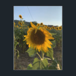 Schöne Sonnenblume im Sommer Postkarte<br><div class="desc">Schöne Sonnenblume im Sommer Sonnenterrasse</div>