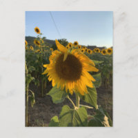 Schöne Sonnenblume im Sommer