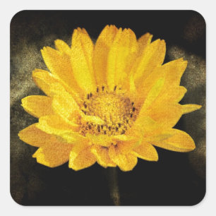 Schöne Sonnenblume mit dunkelbraunem Hintergrund Quadratischer Aufkleber