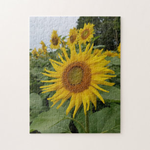 Schöne Sonnenblumen