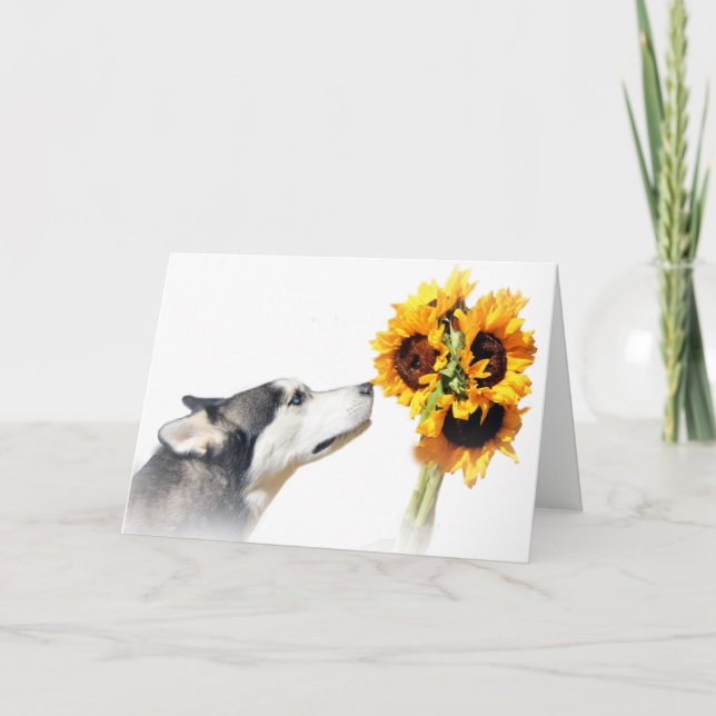 Schöne Sonnenblumen und Husky Dankeschön Karte (Vorderseite)