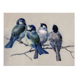 Schöne staubblaue graue Vögel auf einem Ast Fotodruck