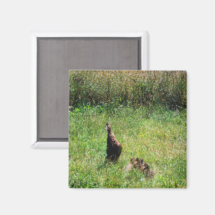 Schöne Stockenten-Entenküken und Mutter..... Magnet