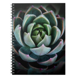 Schöne Sukkulente Blume Naturfotografie Notizblock