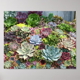 Schöne Sukkulturen Poster