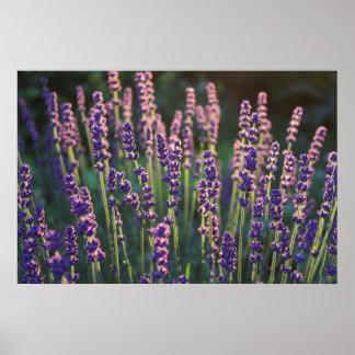 Schöne Sunlit Lavender Blume Poster