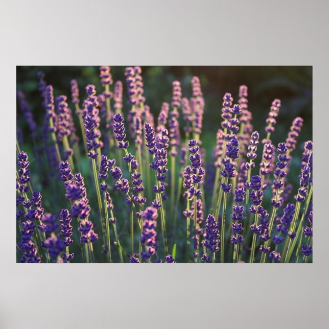 Schöne Sunlit Lavender Blume Poster (Vorne)
