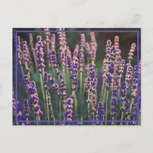 Schöne Sunlit Lavender Blume Postkarte (Vorderseite)