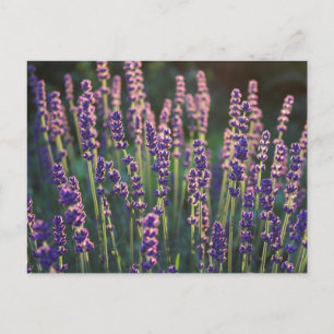 Schöne Sunlit Lavender Blume Postkarte