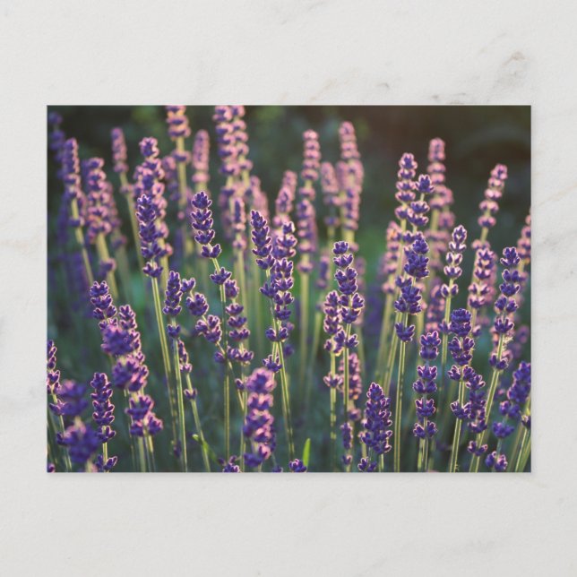 Schöne Sunlit Lavender Blume Postkarte (Vorderseite)