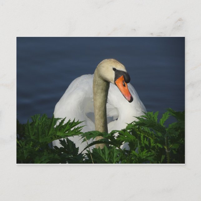 Schöne Swan DIY Postcard Postkarte (Vorderseite)
