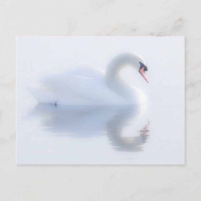 Schöne Swan Postcard Postkarte (Vorderseite)