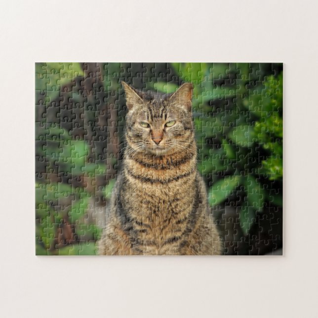 Schöne Tabby Cat (Horizontal)