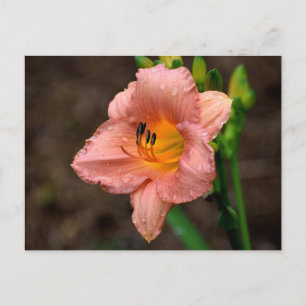 Schöne Taglilie Blume Postkarte