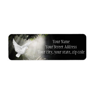 Schöne Taube im Sonnenlicht