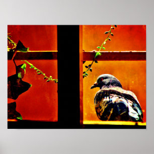 Schöne Taube Poster