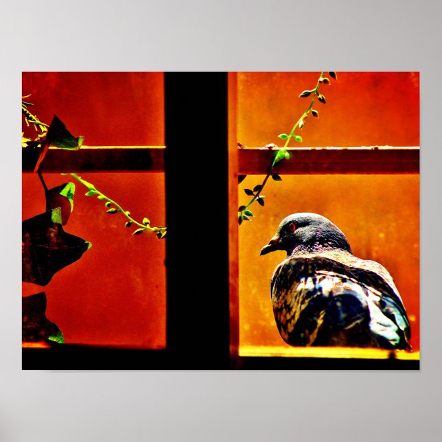 Schöne Taube Poster (Vorne)