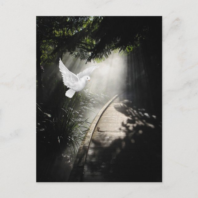 Schöne Taube Postkarte (Vorderseite)