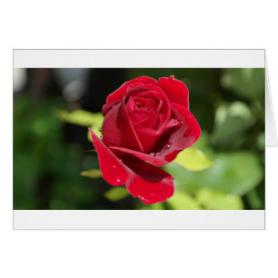 Schöne tiefe Rote Rose