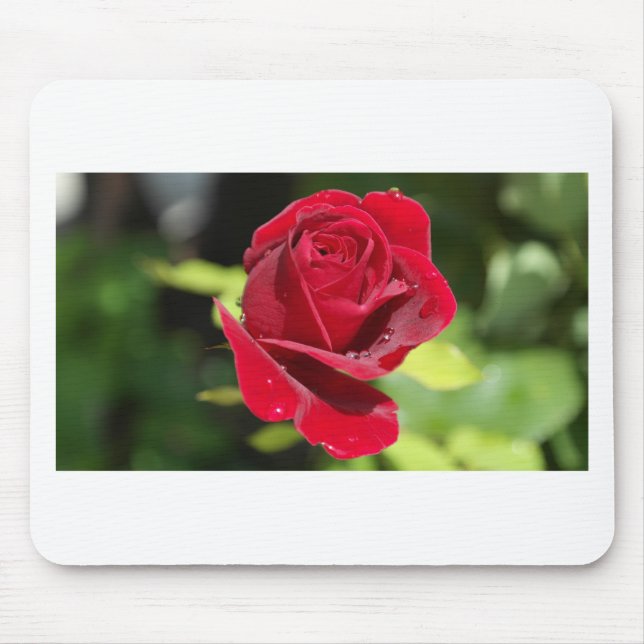 Schöne tiefe Rote Rose Mousepad (Vorne)