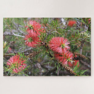Schöne, tiefrosa, australische Bottlebrush