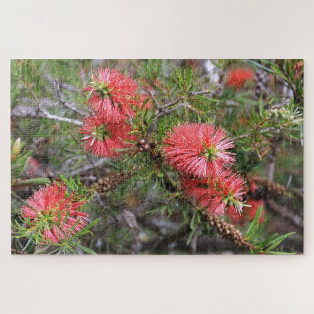 Schöne, tiefrosa, australische Bottlebrush (Horizontal)