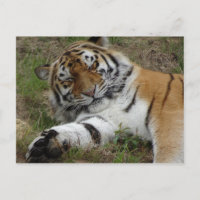Schöne Tiger DIY Postcard