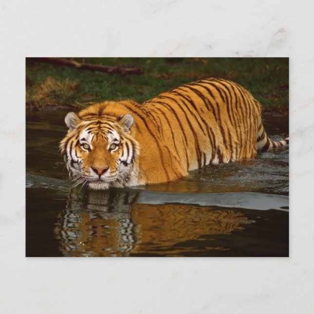 Schöne Tiger-Foto-T-Shirts, GIfts - Anpassen Postkarte (Vorderseite)