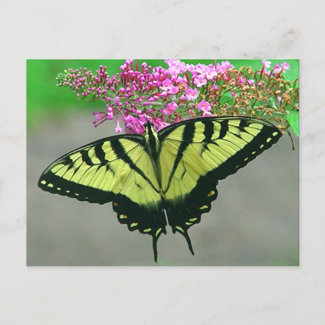 Schöne Tiger-Frack-Schmetterlings-Postkarte 6 Postkarte (Vorderseite)