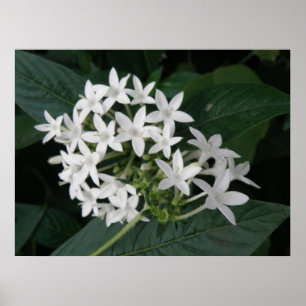 Schöne tropische Blume drucken Poster