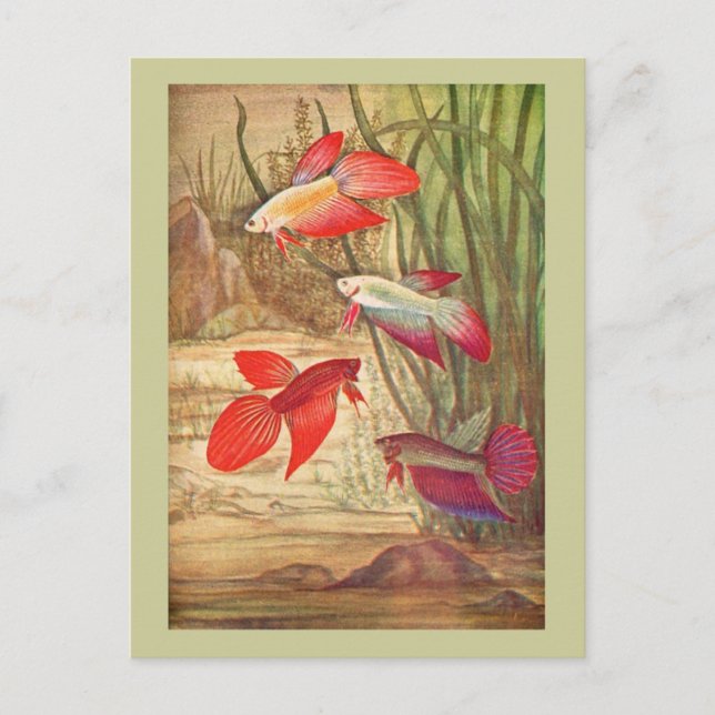 Schöne Tropische Fischkarte Postkarte (Vorderseite)