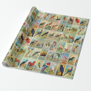 Schöne tropische Vogel19. jahrhundert Illustratio Geschenkpapier