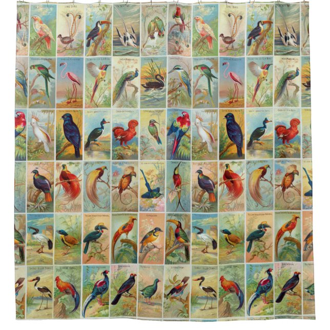 Schöne tropische Vogel19. jahrhundert Illustration Duschvorhang (Vorderseite)
