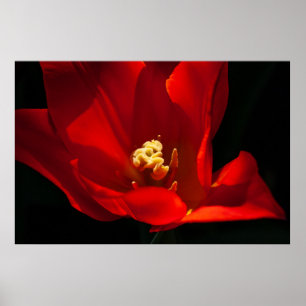 Schöne Tulip Flower Fotografie Poster