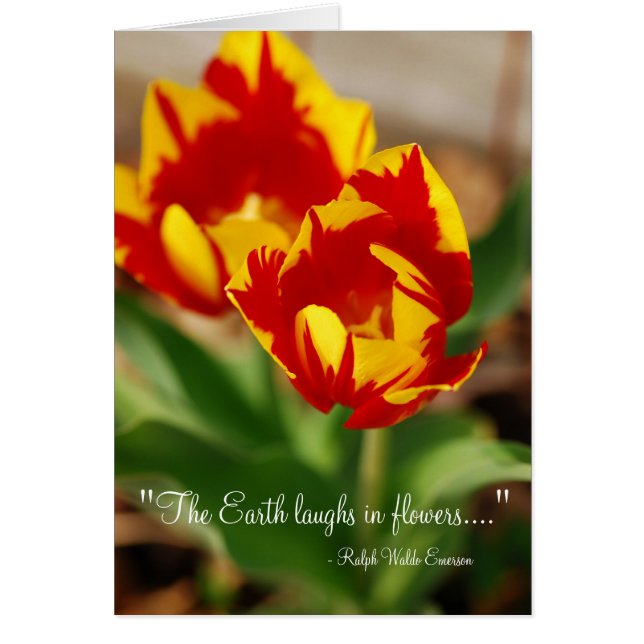 Schöne Tulips (Vorne)