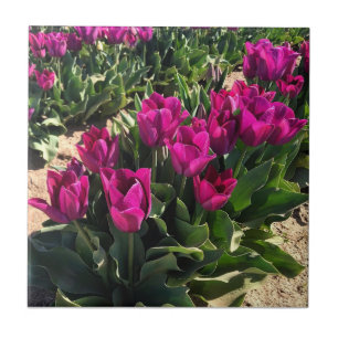 Schöne Tulips Fliese